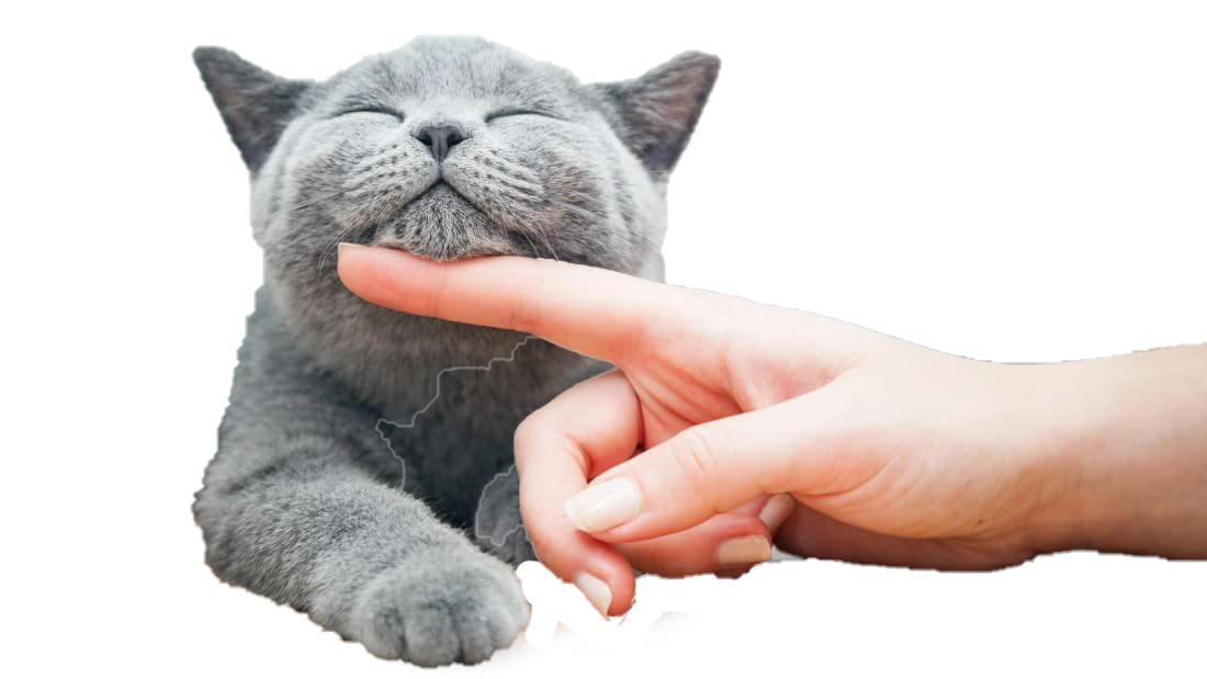 Cat Background PNG Image