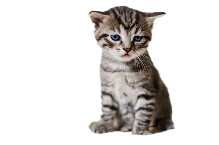 Cat Background PNG
