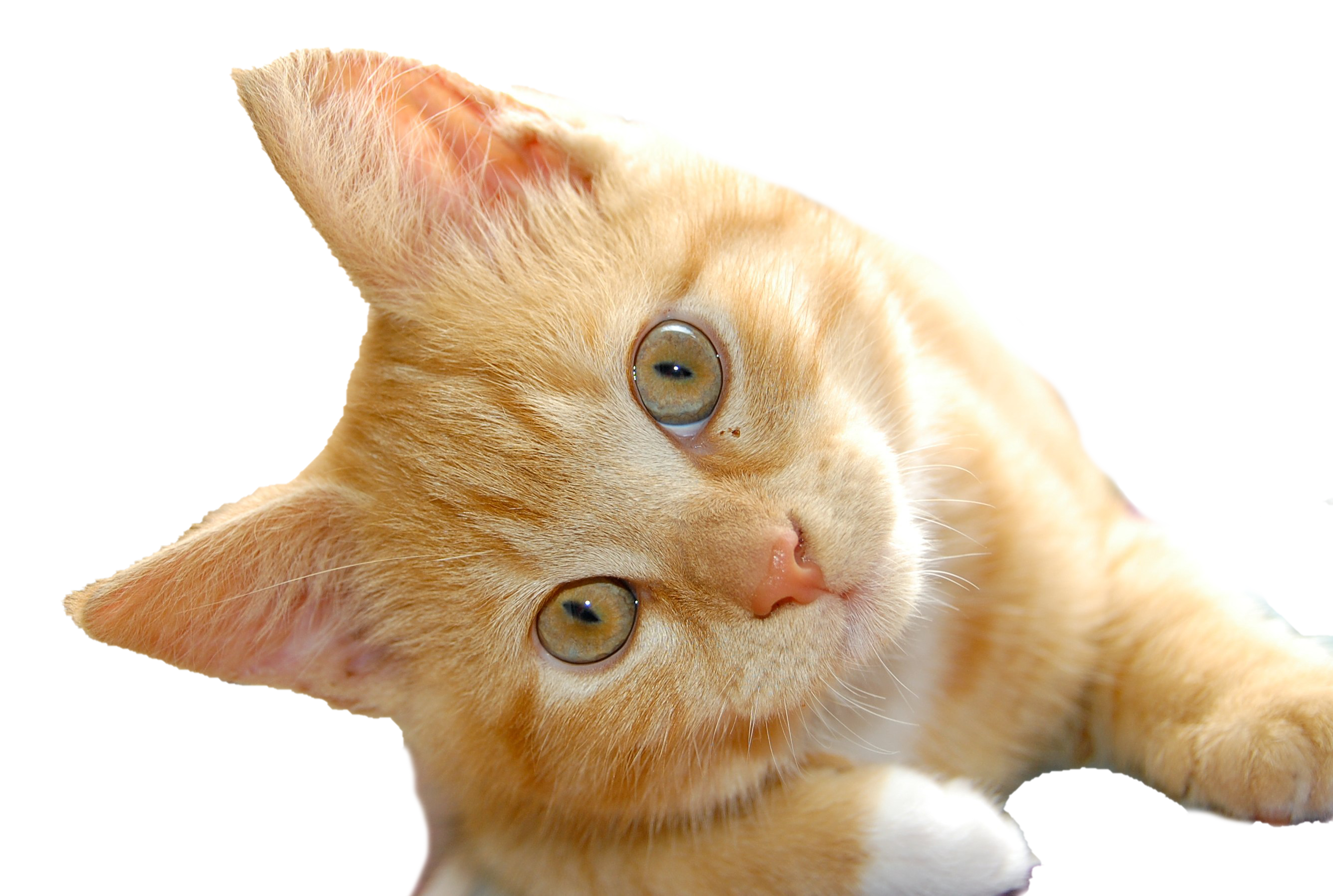 Cat PNG Clipart Background