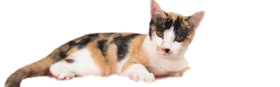 Cat PNG Free File Download