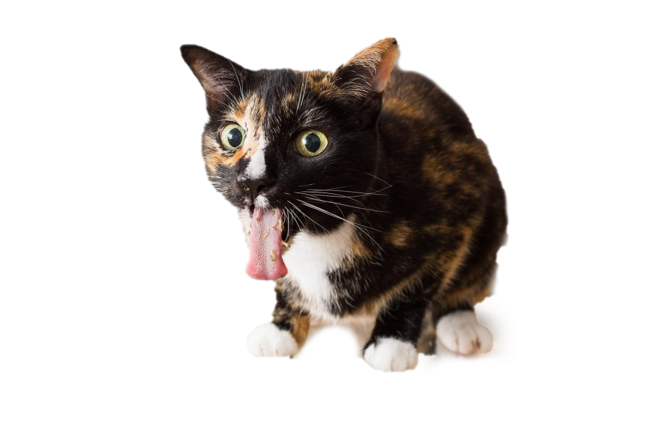 Cat PNG Pic Background