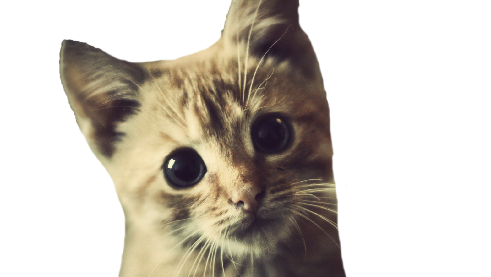 Cat Transparent Image