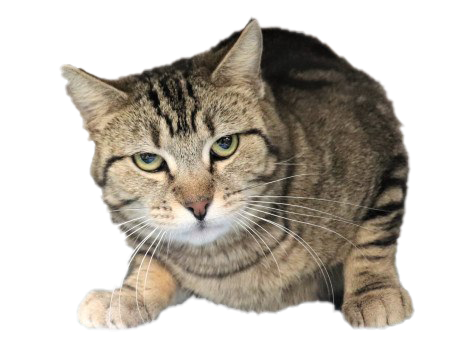 Cat Transparent PNG