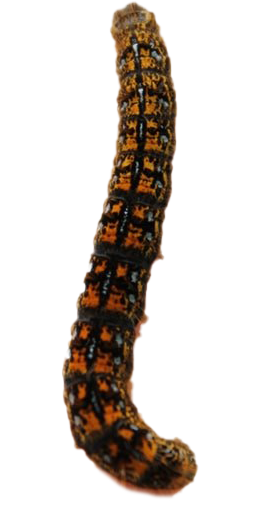 Caterpillar Background PNG