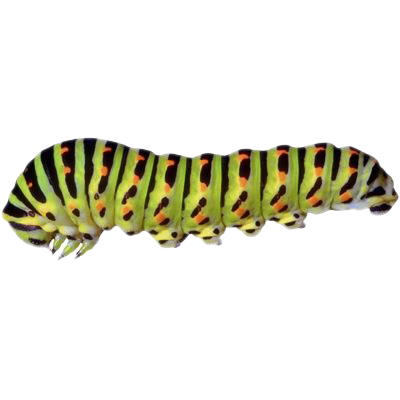 Caterpillar Download Free PNG