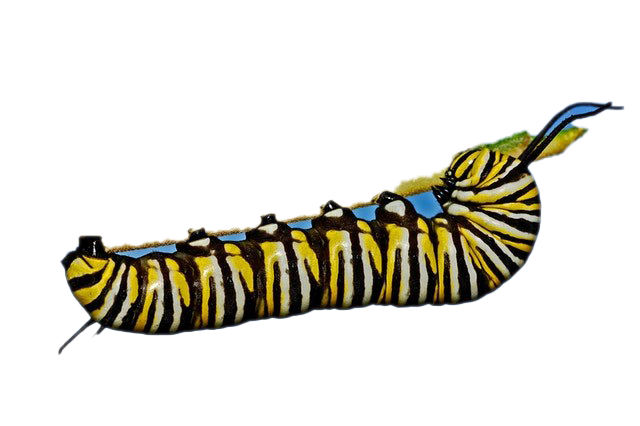Caterpillar PNG Free File Download