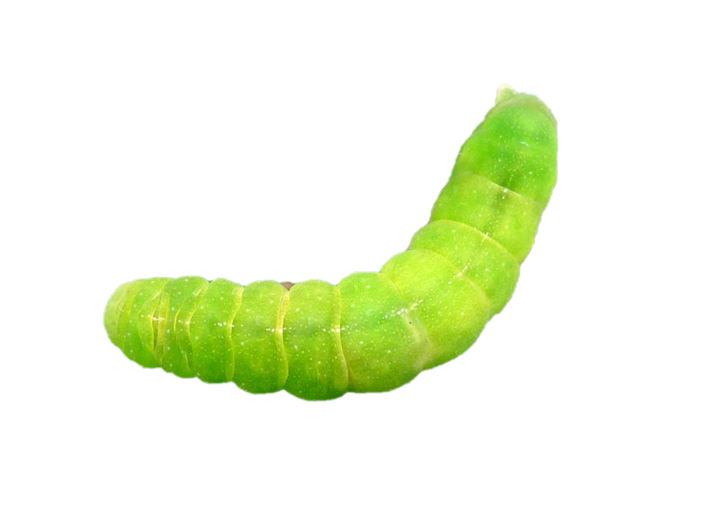 Caterpillar PNG HD Quality