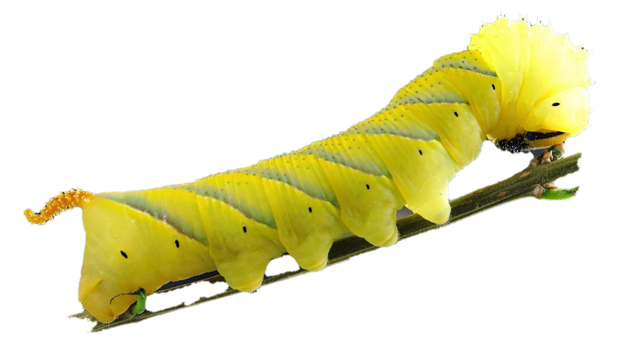 Caterpillar PNG Images HD