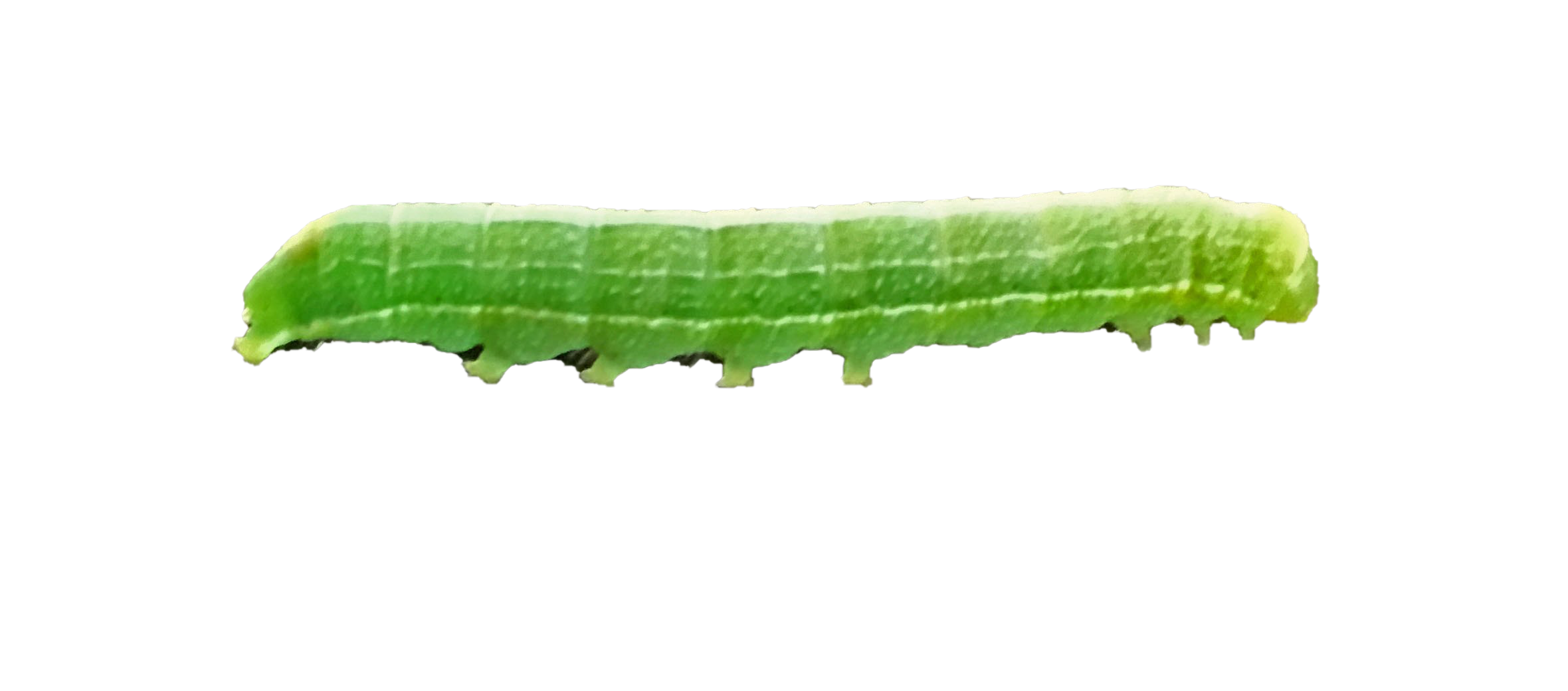 Caterpillar PNG Photo Image