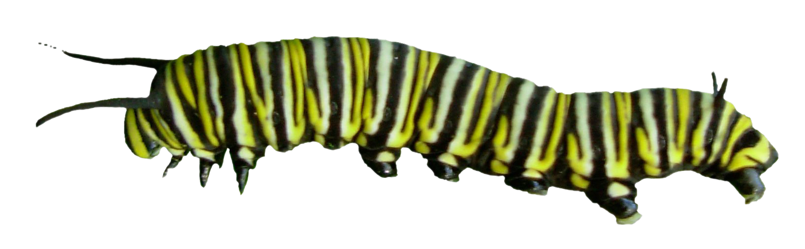 Caterpillar PNG Photos