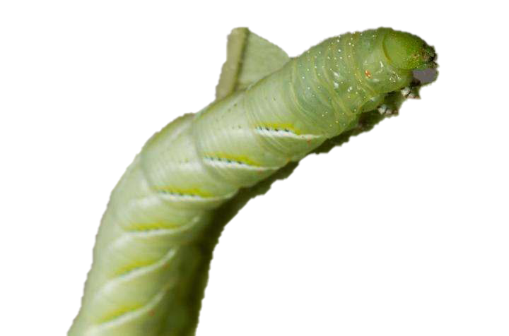Caterpillar PNG Pic Background