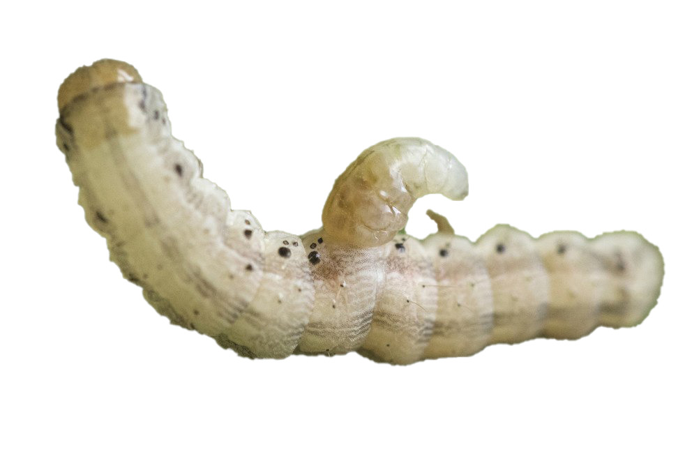 Caterpillar Transparent Free PNG