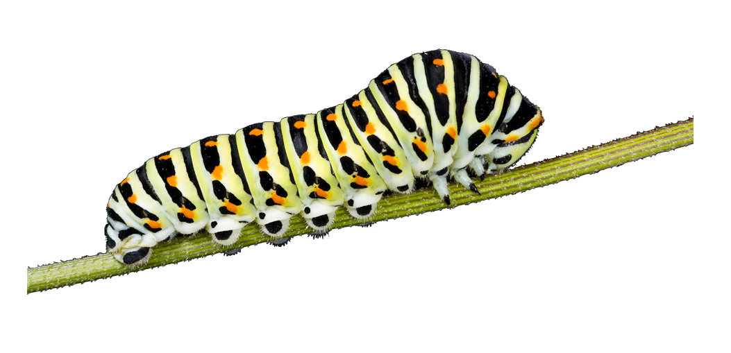 Caterpillar Image transparente