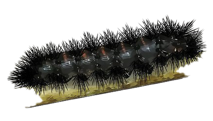 Caterpillar transparent PNG