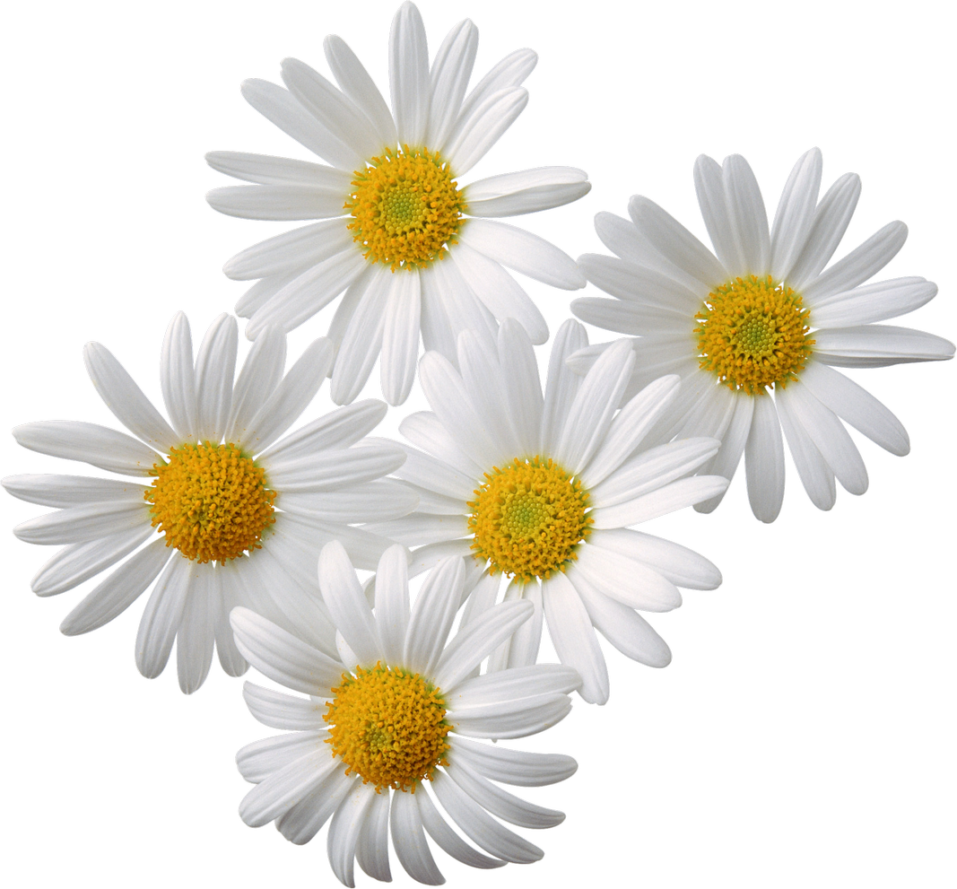 Chamomile Background PNG