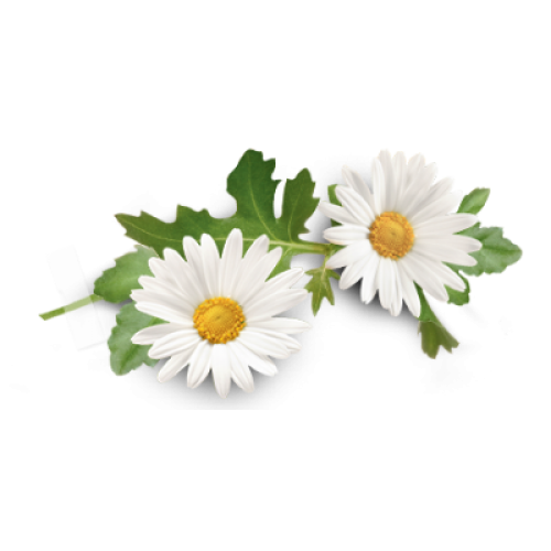 Chamomile Download Free PNG