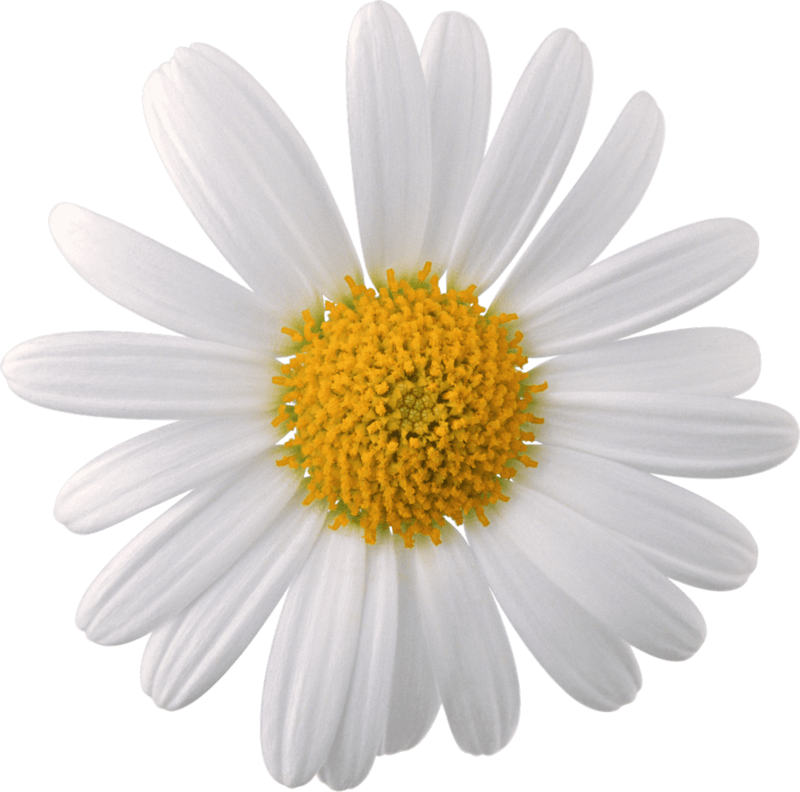 Chamomile PNG Clipart Background