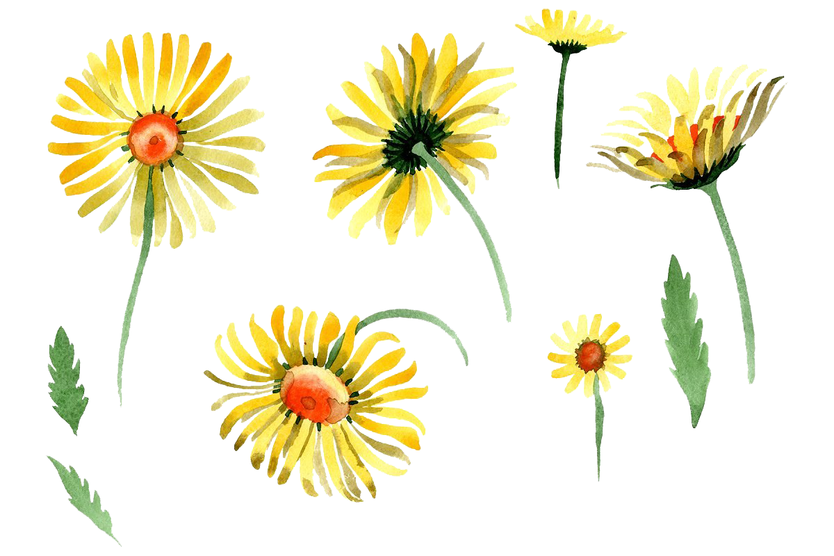 Chamomile PNG Images HD