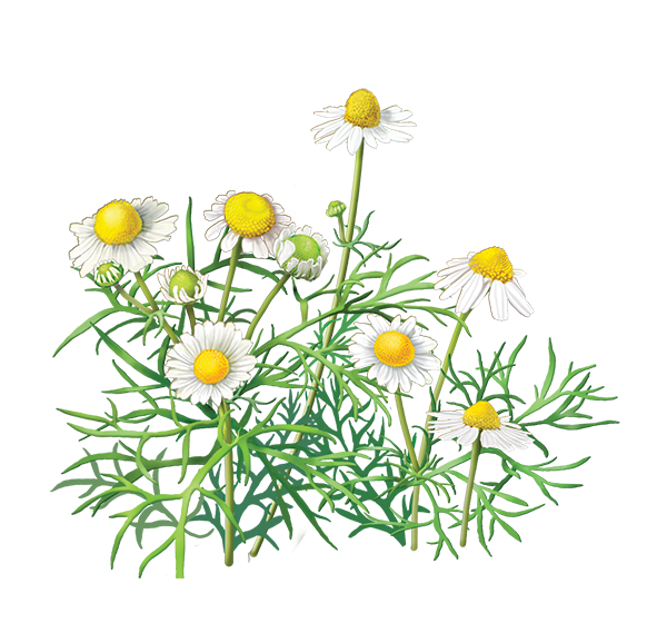 Chamomile PNG Pic Background