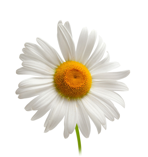 Chamomile Transparent Free PNG