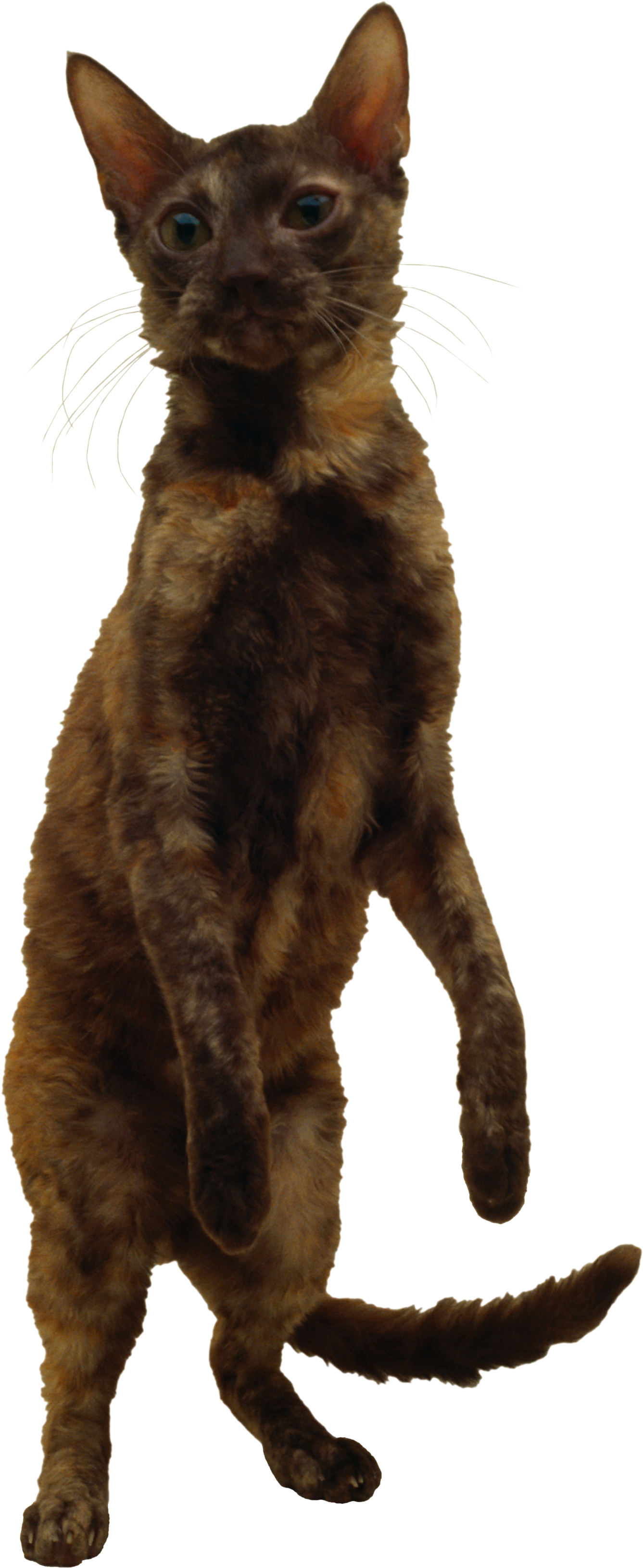 Chatte Fond PNG Image