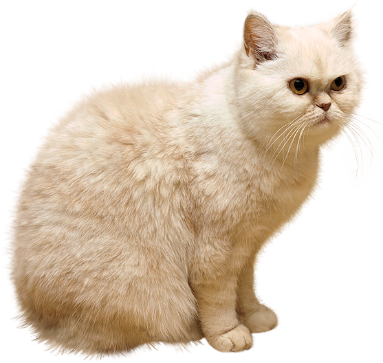 Chatte PNG Fond
