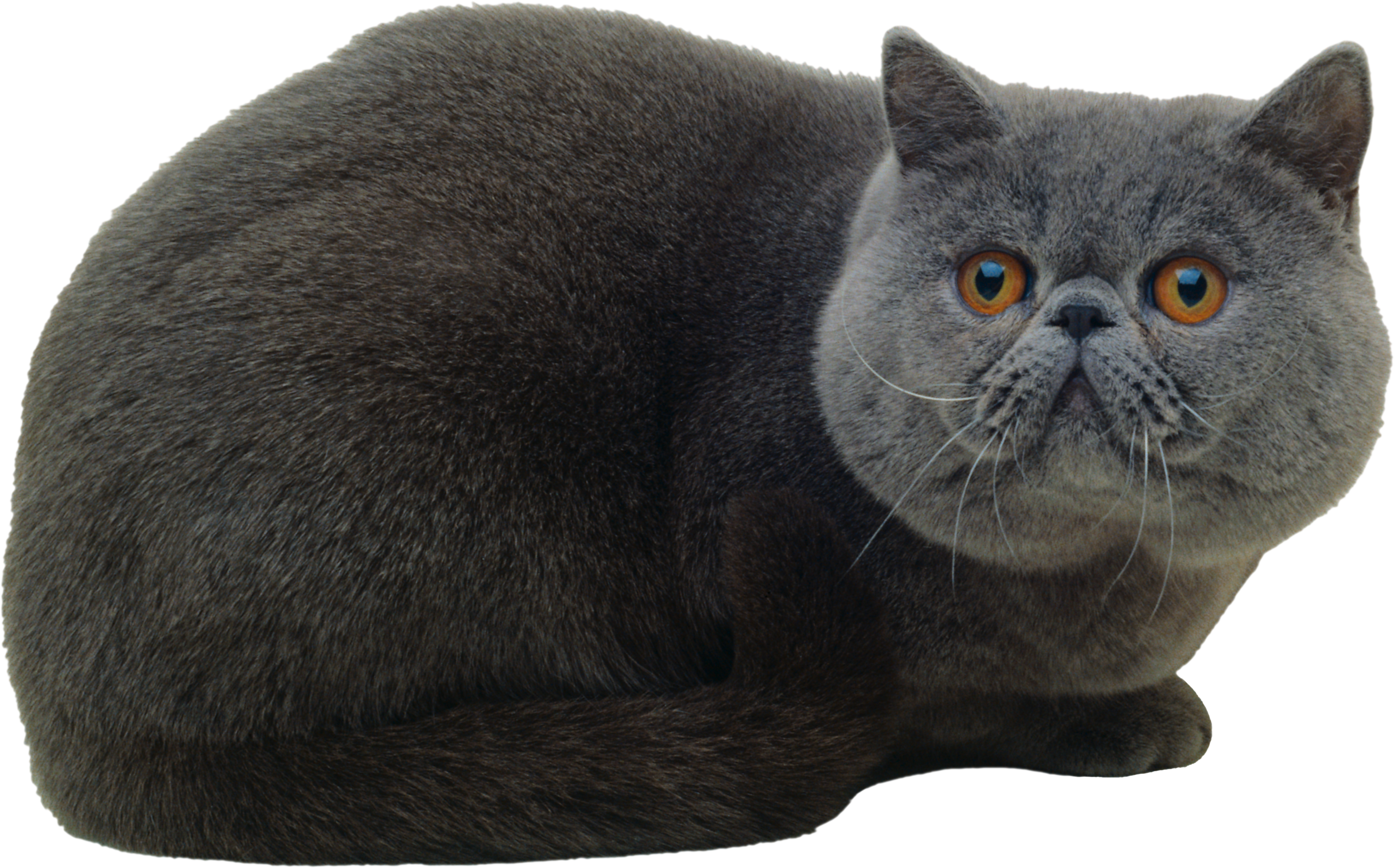 Chatte PNG Photo Fond