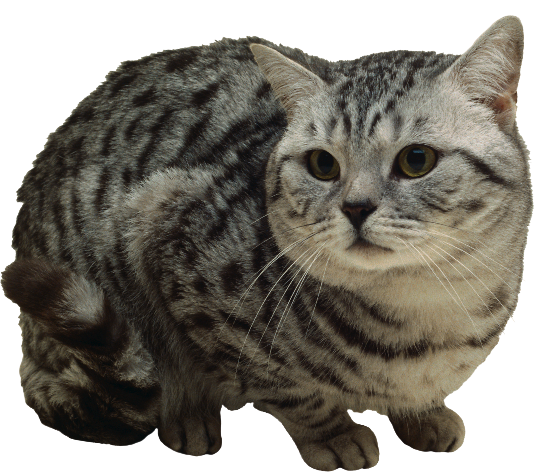 Chatte Telecharger PNG