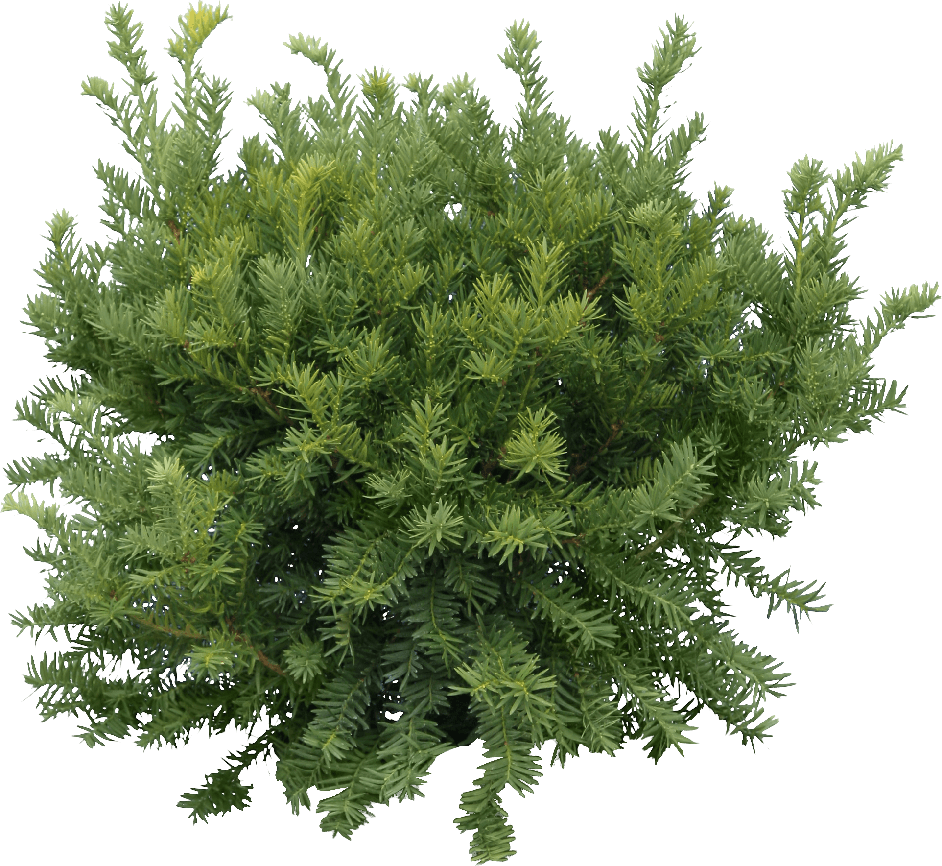 Christmas Fir-Tree Background PNG Image