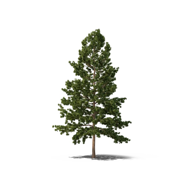 Christmas Fir-Tree Download Free PNG
