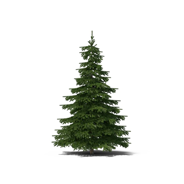 Christmas Fir-Tree Transparent Images