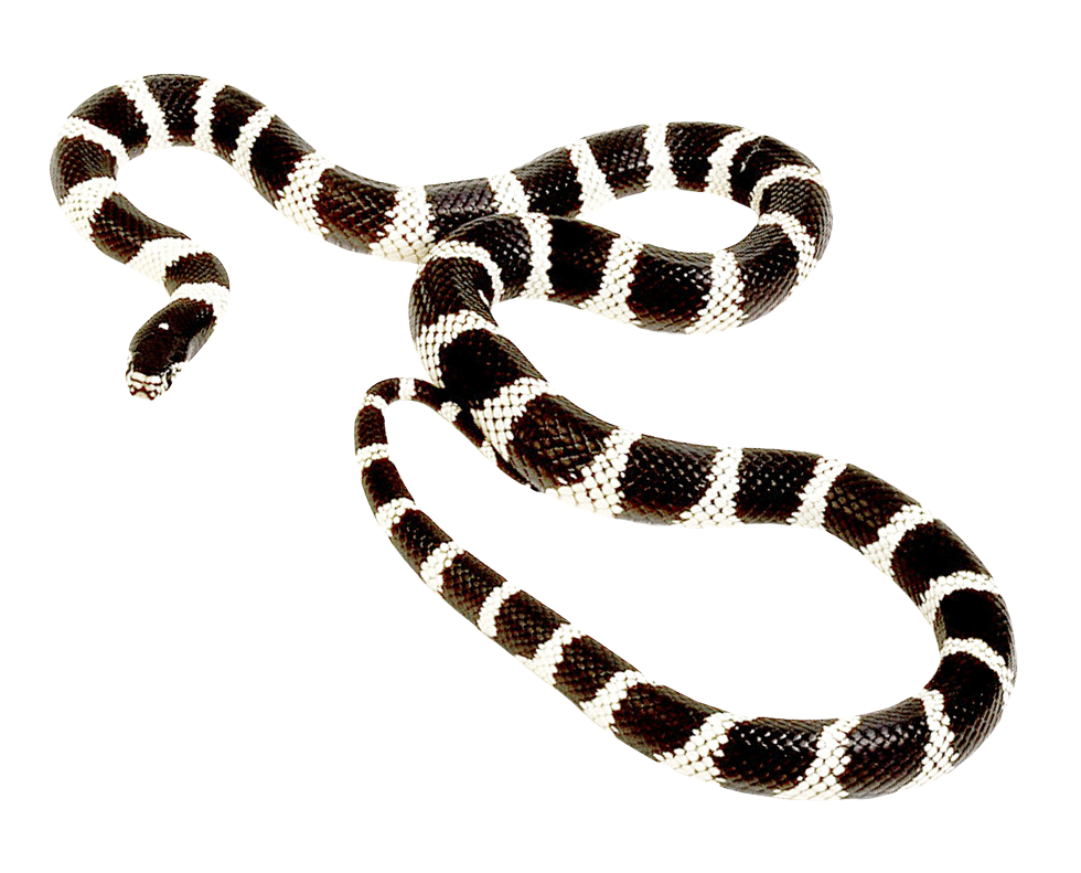 Cobra Background PNG