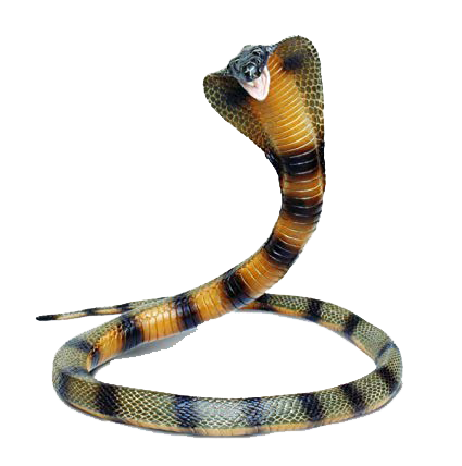 Imagen transparente cobra