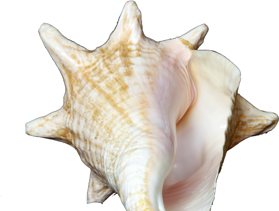 Conch Background PNG Image