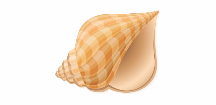 Conch Download Free PNG
