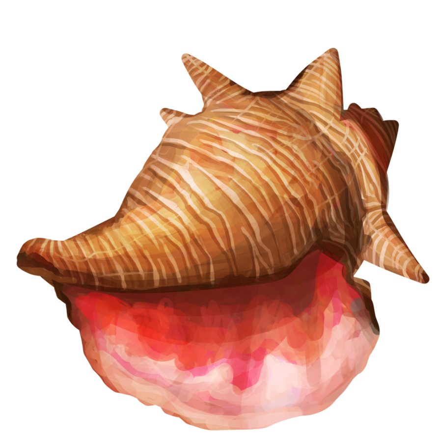 Conch No Background