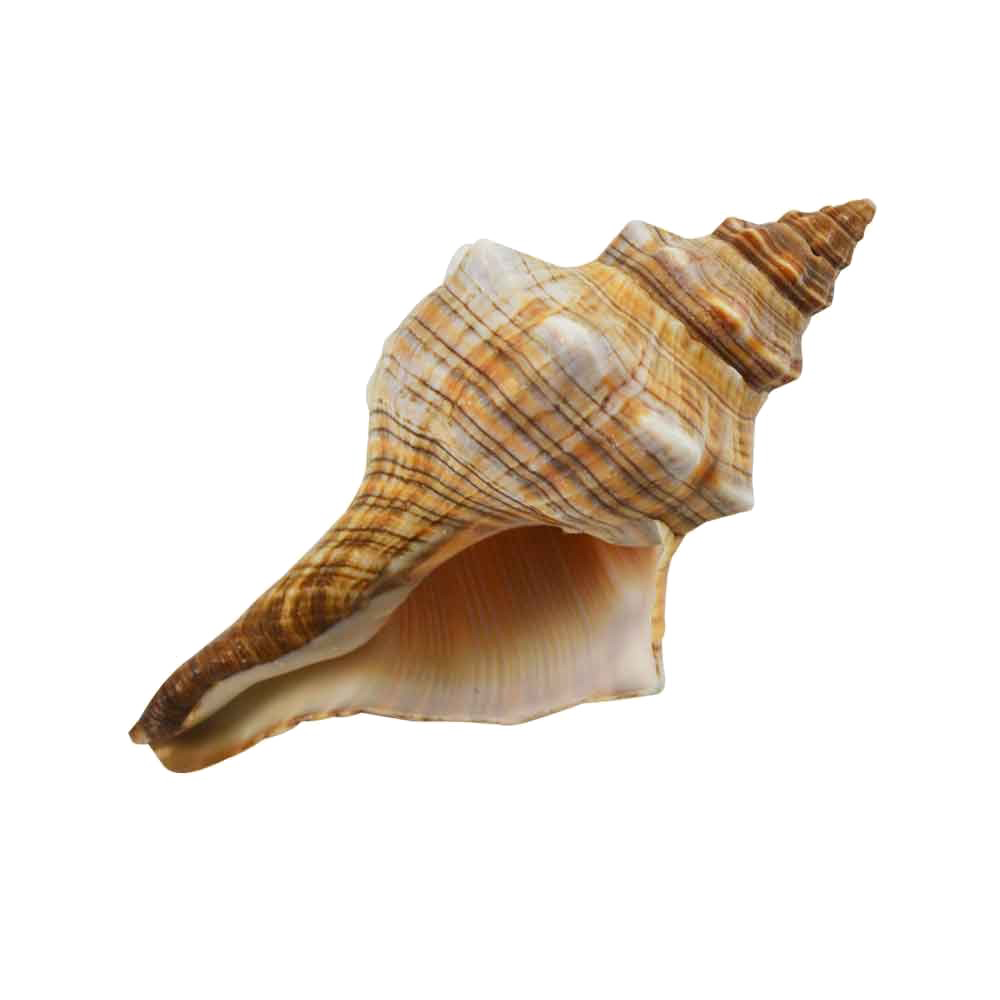 Conch PNG Background