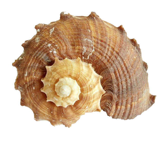 Conch PNG Free File Download