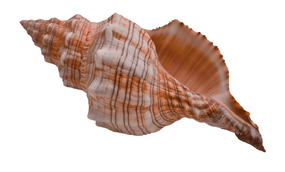 Conch PNG HD calidad