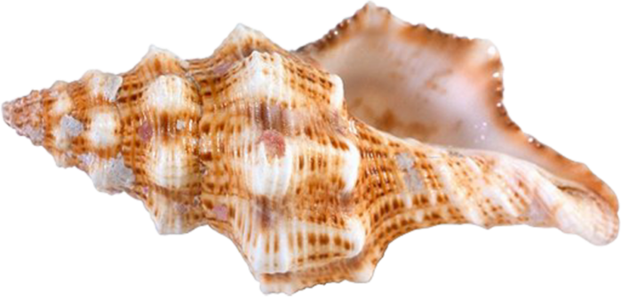 Conch PNG Images HD