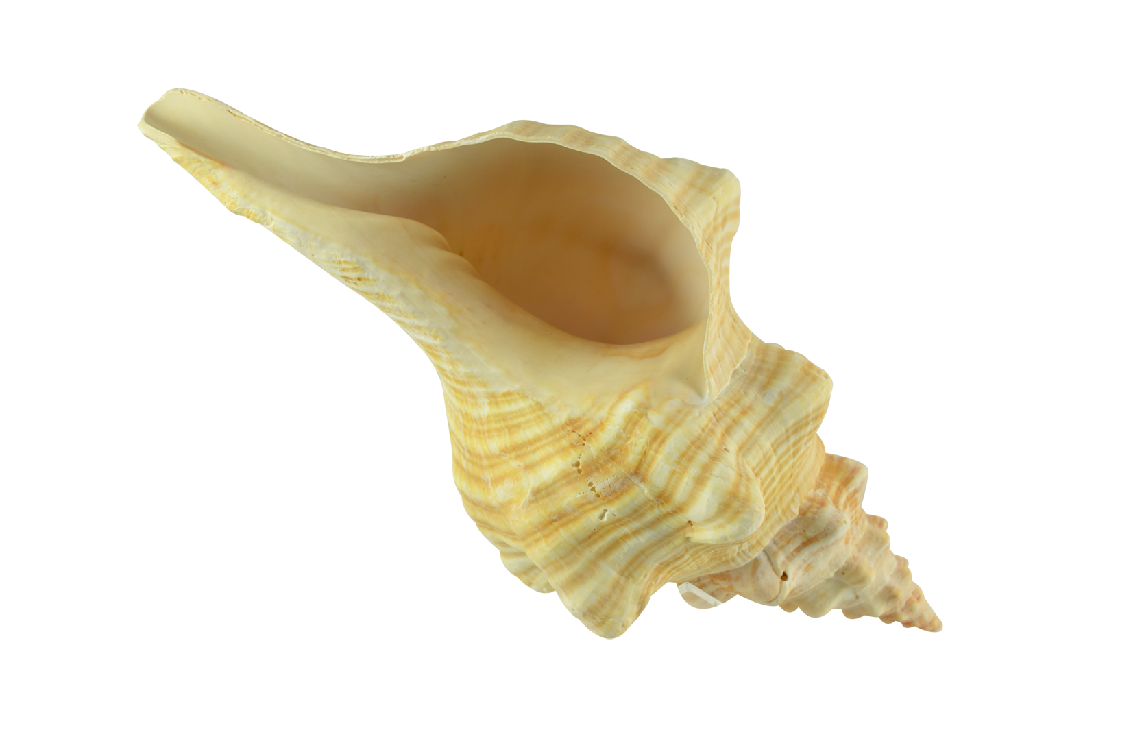 Conch PNG Photo Image