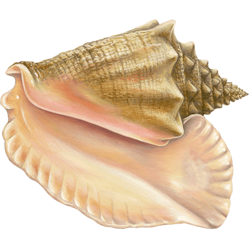Conch PNG Photos