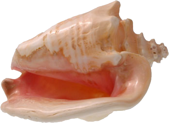 Conch Shell Imagen PNG de fondo