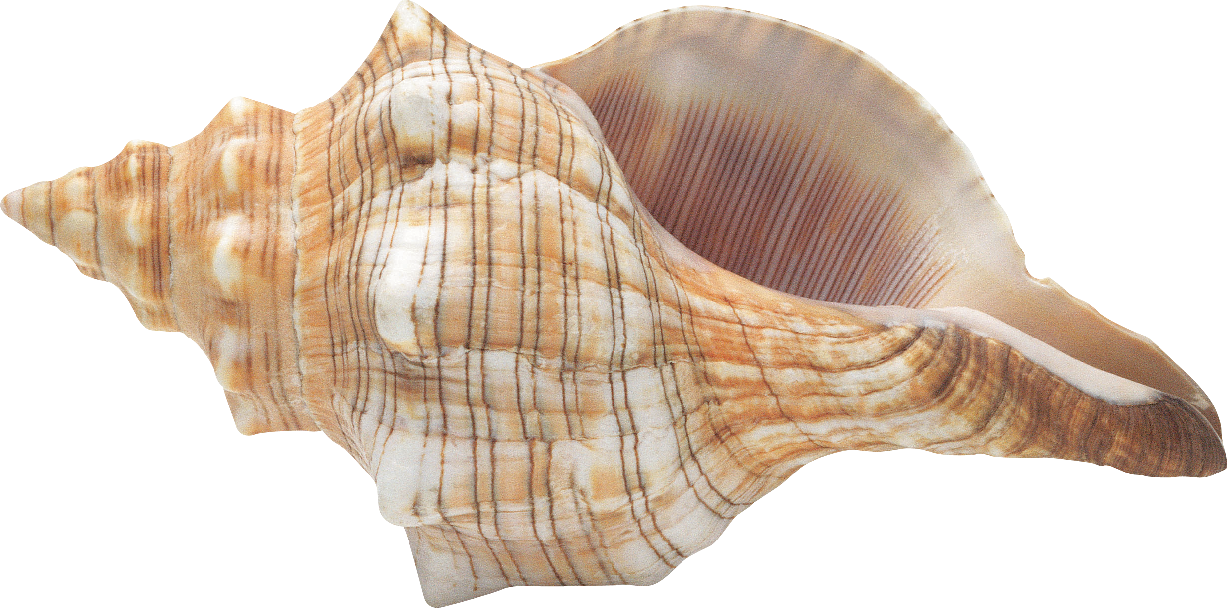 Conch Shell Download Free PNG