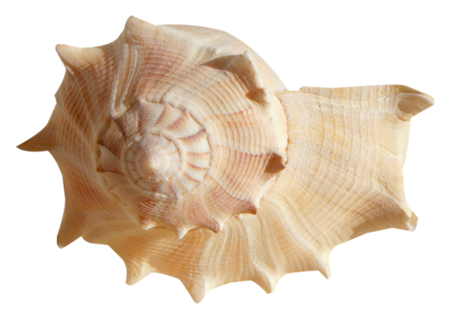 Conch Shell PNG Fondo de Clipart