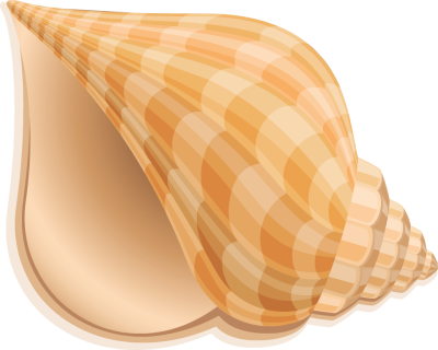Conch Shell PNG HD Quality