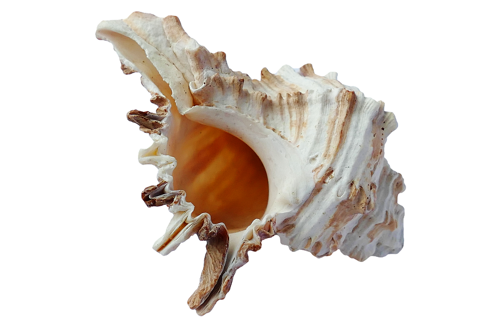 Conch Shell PNG Photos