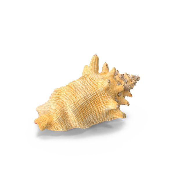 Conch Shell Transparent Background