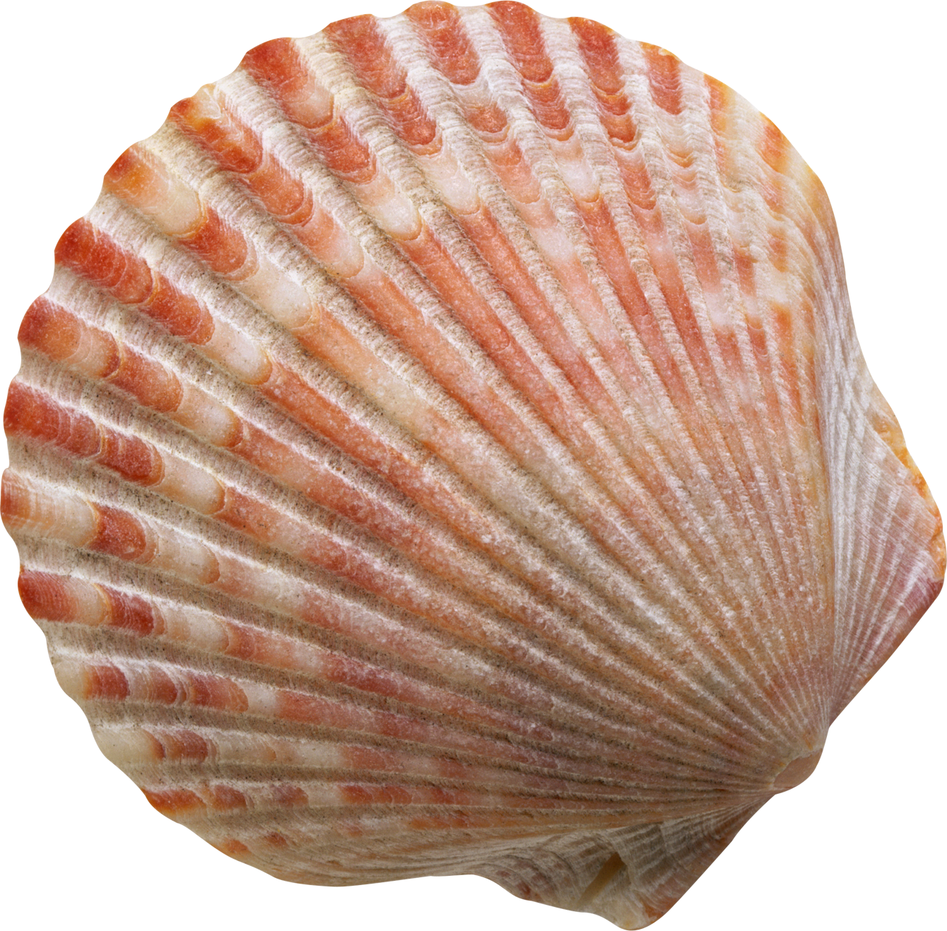 Conch Shell transparente libre PNG