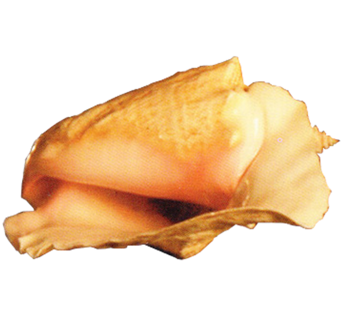 Imagen transparente de concha de concha